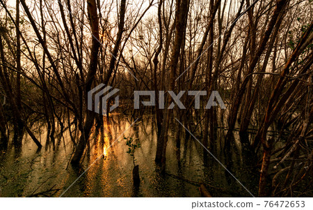 Leafless tree with sunlight. Dead tree in degraded mangrove forest. Environmental crisis from climate change, pollution, sedimentation. Degradation and destruction of mangrove forest. Coastal crisis. Leafless tree with sunlight. Dead tree in degraded mangrove forest. Environmental crisis from climate change, pollution, sedimentation. Degradation and destruction of mangrove forest. Coastal crisis. 76472653