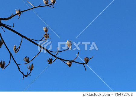 After the flower buds 76472768