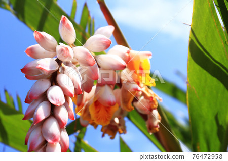 Moon peach blossom Moon peach blossom 76472958