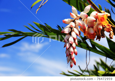 Moon peach blossom 76472959