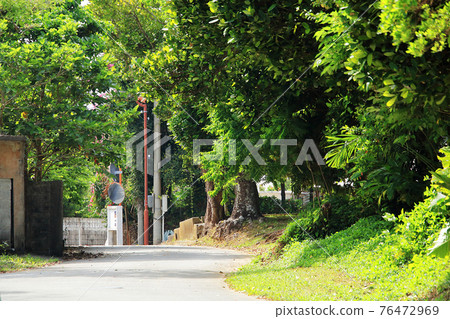 Scenery of Okinawa (Fukugi Road in Matsuda, Ginoza Village) 76472969