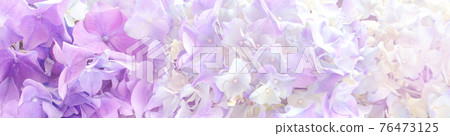 Beautiful purple hortensia Flowers banner or Background. 76473125