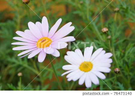Pink brakicam Pink brakicam 76473140