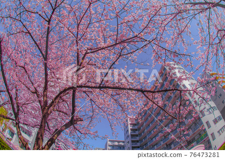 盛開的櫻花和祖師河的城市風光 76473281