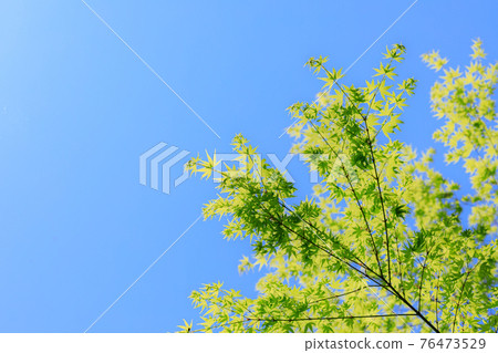 Fresh green and blue sky 76473529