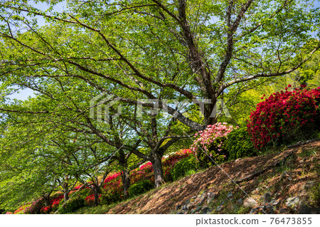 A rare spring landscape where cherry blossoms and azaleas bloom in spring at the same time 76473855