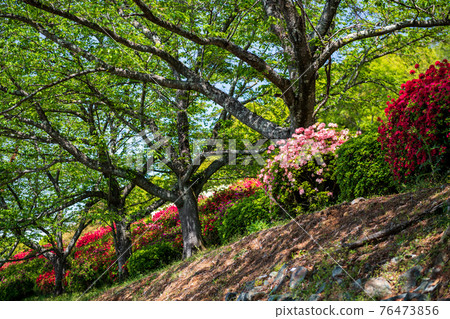 A rare spring landscape where cherry blossoms and azaleas bloom in spring at the same time A rare spring landscape where cherry blossoms and azaleas bloom in spring at the same time 76473856