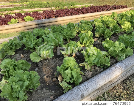 Lettuce gardening. Close up. Nobody. Lettuce gardening. Close up. Nobody. 76473995