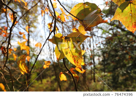 Taiwan Mountaineering Photography Forest in Late Autumn 76474396