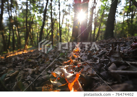 Taiwan Mountaineering Photography Forest in Late Autumn 76474402