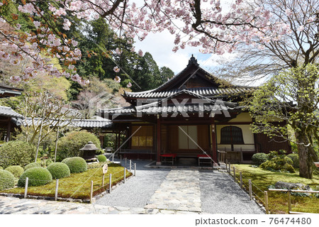 Spring Jakkoin Shoin, Ohara, Kyoto City 76474480