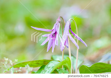 erythronium 兩朵花 76474825