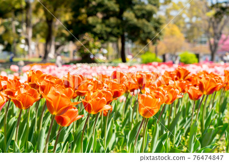 Tulip field in full bloom Tulip field in full bloom 76474847