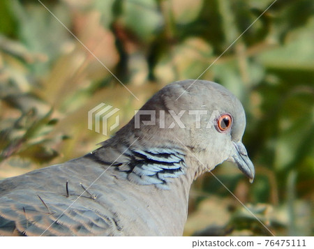 A large copy of the turtledove on the banks of the Umeda River A large copy of the turtledove on the banks of the Umeda River 76475111