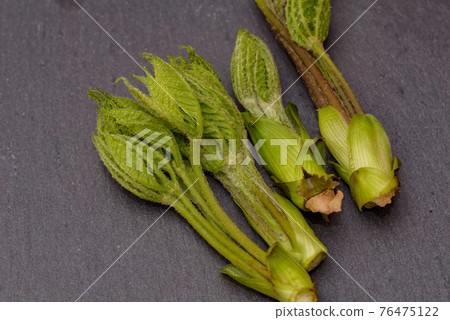 Harvested sprouting oil buds Harvested sprouting oil buds 76475122
