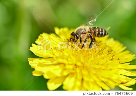 Bee on a dandelion Bee on a dandelion 76475609