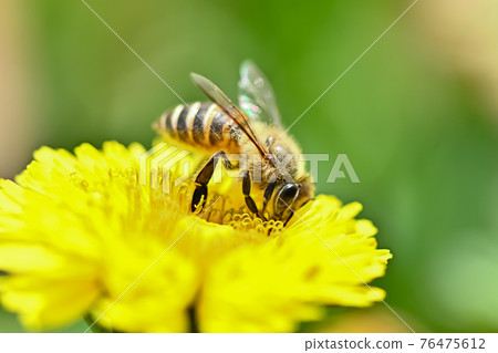 在蒲公英的蜂 76475612