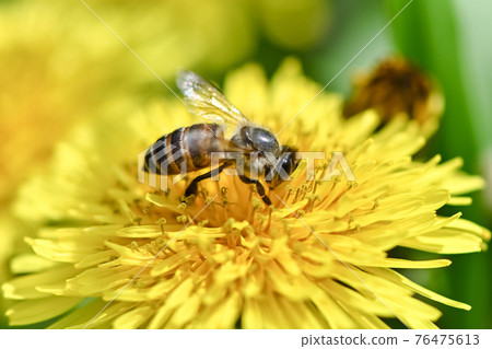 Bee on a dandelion Bee on a dandelion 76475613