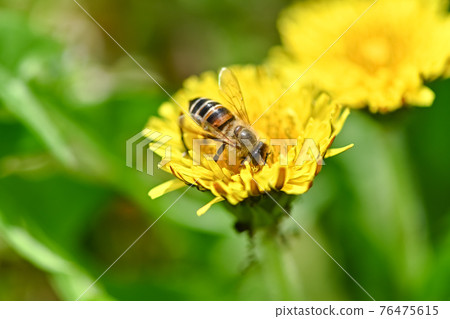 在蒲公英的蜂 76475615