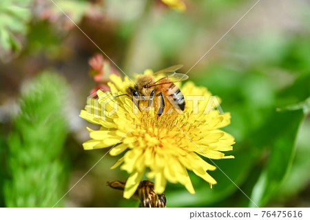 Bee on a dandelion 76475616