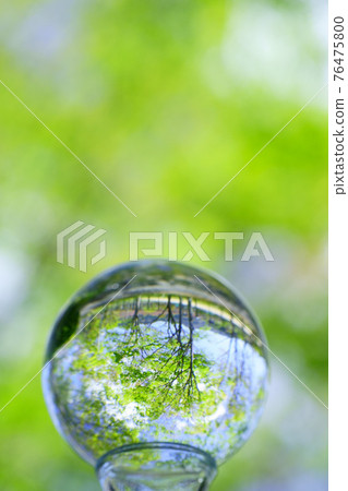 仰望新鮮的綠色櫸樹背景和鏡頭球 12 76475800