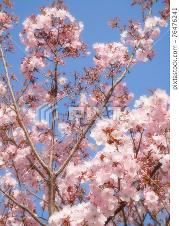Sakura Bloom-Spring Arrival Soft Focus Version 76476241