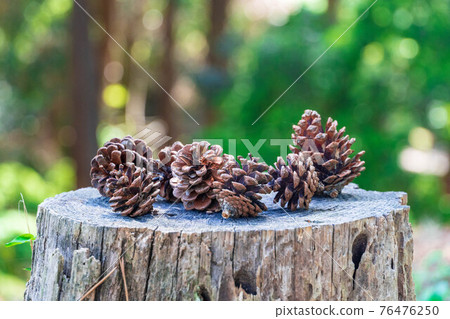 Pinecone on a stump 76476250