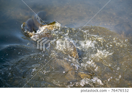 鯉魚 76476532