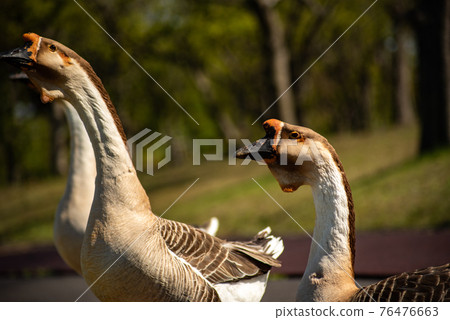 March of Chinese goose birds traveling in the same direction with three birds 76476663