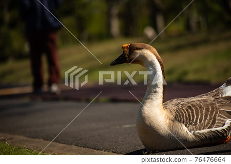 Chinese goose resting on a jogging course A bird that does not move even if people pass by 76476664