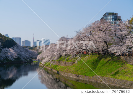櫻花在東京Chidorigafuchi 76476683