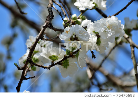 Flower peach Pure white flower up 76476698
