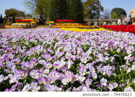 Ashikaga Flower Park Spring Flowers 76476823