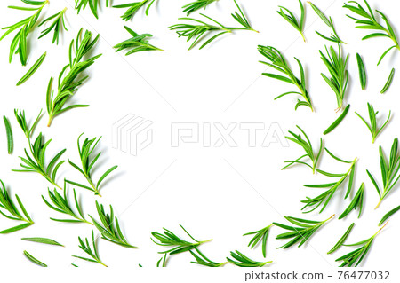 fresh rosemary isolated on white background and copy space on center. fresh rosemary isolated on white background and copy space on center. 76477032
