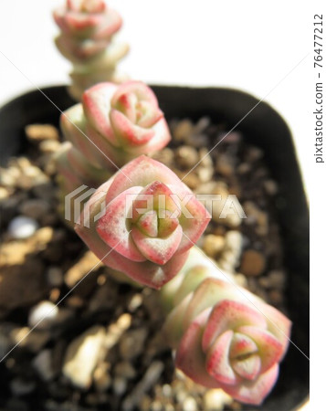 Crassula fantasy Crassula fantasy 76477212