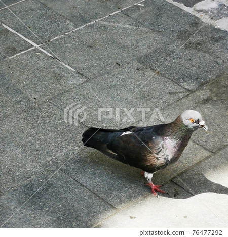 A pigeon standing on the side of a road A pigeon standing on the side of a road 76477292