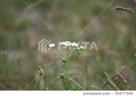 Anthemis cotula flower in Budapest Anthemis cotula flower in Budapest 76477304