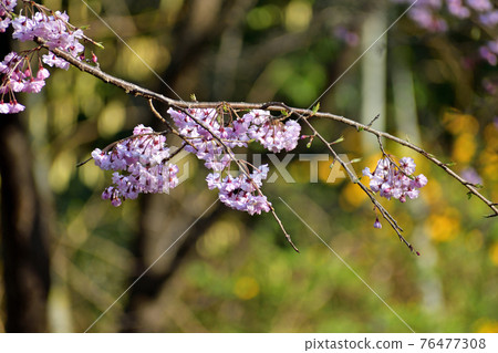 Cold scarlet cherry blossom pink flower up Cold scarlet cherry blossom pink flower up 76477308