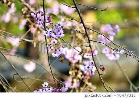 Cold scarlet cherry blossom pink flower up Cold scarlet cherry blossom pink flower up 76477313