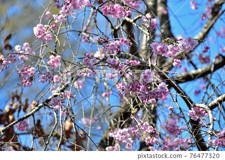 Cold scarlet cherry blossom pink flower up Cold scarlet cherry blossom pink flower up 76477320