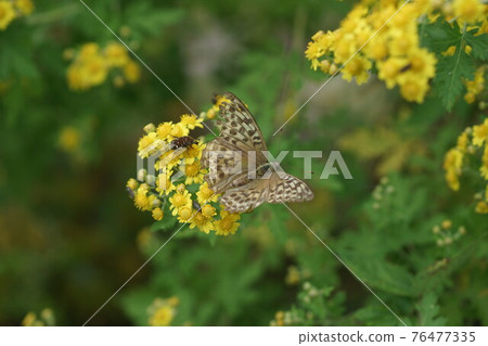Silver-washed fritillary and Cetoniinae sucking the nectar of Awakoganegiku 76477335