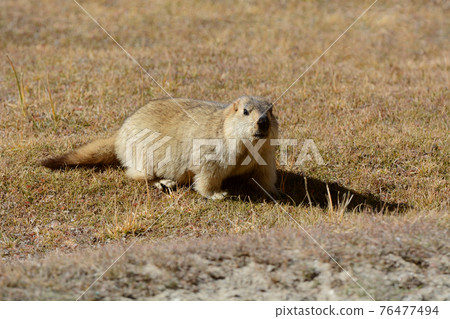 Marmot Full body, Marmota flaviventris, Ladakh, Jammu Kashmir, India Marmot Full body, Marmota flaviventris, Ladakh, Jammu Kashmir, India 76477494
