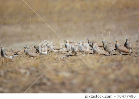Spotted Sandgrouse, Pterocles senegallus, Ladakh, Jammu Kashmir, India Spotted Sandgrouse, Pterocles senegallus, Ladakh, Jammu Kashmir, India 76477496