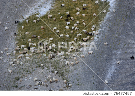 Grazing Sheep at Ladakh, Jammu Kashmir, India Grazing Sheep at Ladakh, Jammu Kashmir, India 76477497