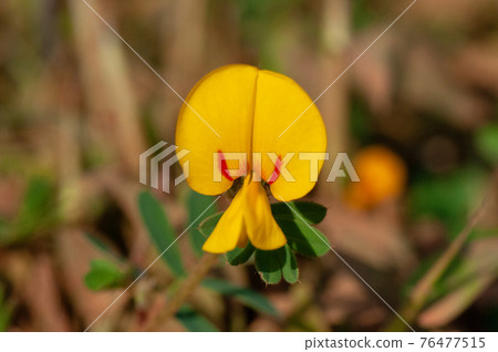 Closeup of Asian pegionwing , clitoria ternatea, Satara, Maharashtra, India Closeup of Asian pegionwing , clitoria ternatea, Satara, Maharashtra, India 76477515