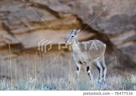 Bharal, Pseudois nayaur, Ladakh, Jammu Kashmir, India 76477516