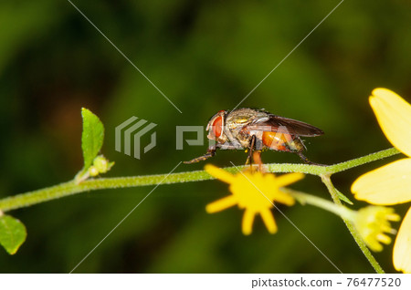 Flower flies , Stomorhina lunata, Satara, Maharashtra, India Flower flies , Stomorhina lunata, Satara, Maharashtra, India 76477520