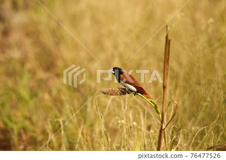 Tricolored munia, Lonchura malacca, Satara, Maharashtra, India 76477526