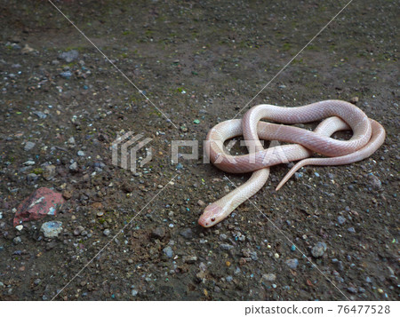 Albino common krait, Bungarus caeruleus, Karnataka, India Albino common krait, Bungarus caeruleus, Karnataka, India 76477528