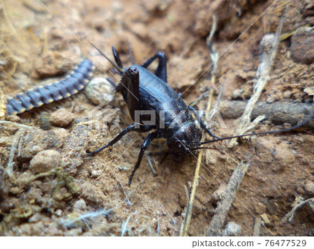 Adult Black Cricket, Gryllus bimaculatus, Satara, Maharashtra, India Adult Black Cricket, Gryllus bimaculatus, Satara, Maharashtra, India 76477529